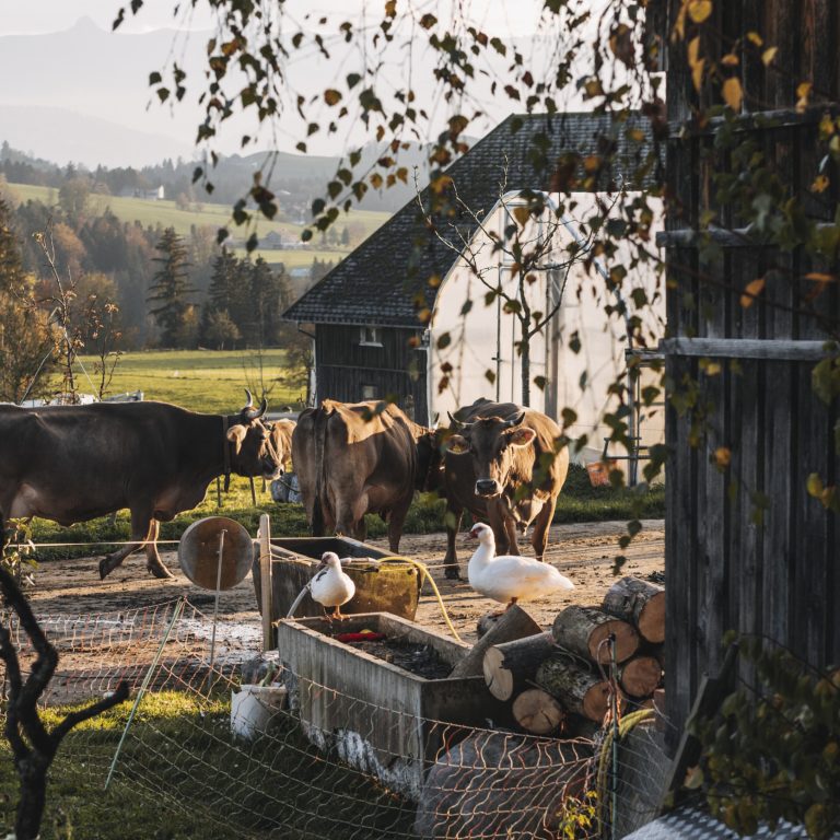 Biohof Lingenhel © Angela Lamprecht / Vorarlberg Tourismus